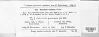 Tranzschelia pulsatillae image